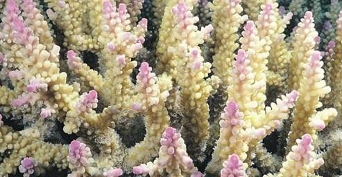 珊瑚沙對龍魚有哪些潛在影響 珊瑚沙對龍魚有哪些潛在影響 龍魚百科 第1張