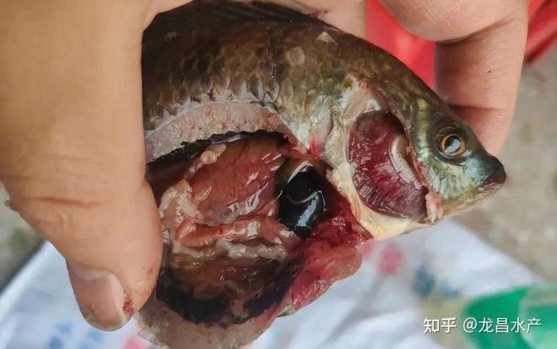 珊瑚沙對龍魚有哪些潛在影響 珊瑚沙對龍魚有哪些潛在影響 龍魚百科 第4張