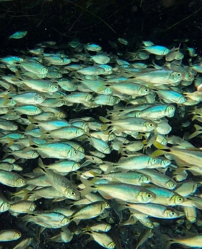 四角龍魚棲息地破壞有多嚴重（全球四分之一淡水物種瀕臨滅絕|海洋與濕地中國綠發會，警惕！）