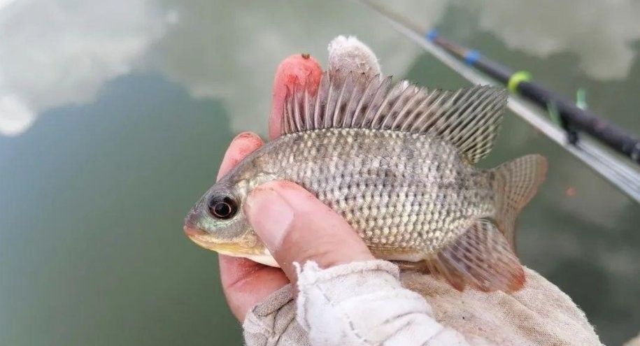 四角龍魚棲息地破壞有多嚴重（全球四分之一淡水物種瀕臨滅絕|海洋與濕地中國綠發會，警惕！）