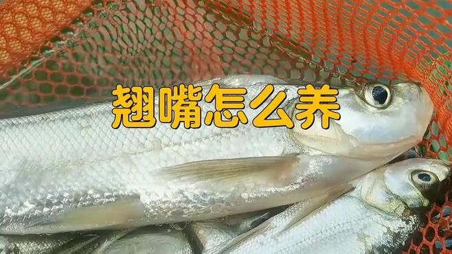 龍魚翹嘴的最佳養殖環境 龍魚翹嘴的最佳養殖環境 龍魚百科 第1張