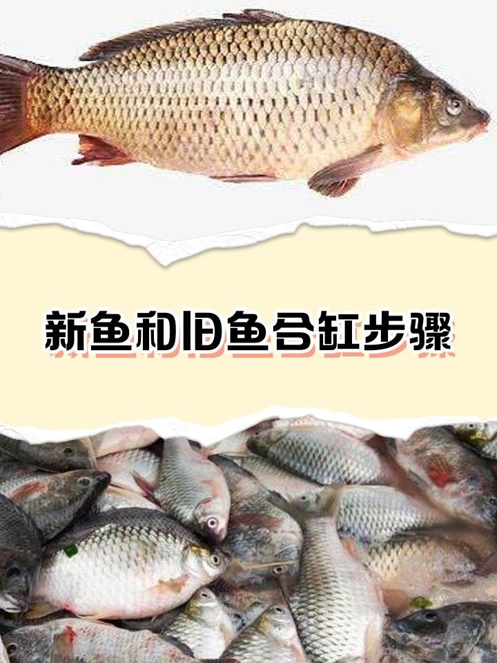 合缸前如何確保水質匹配？