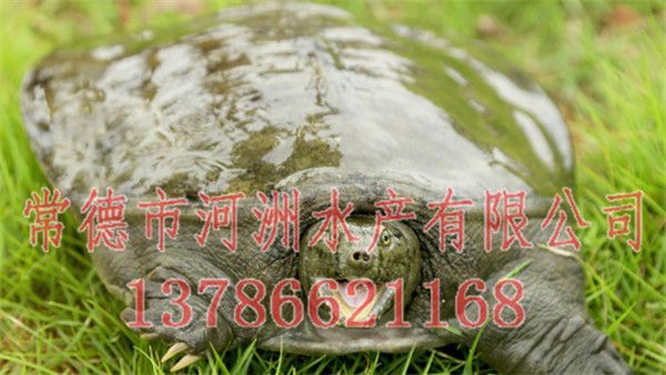 德興哪里賣龍魚：德興龍魚批發市場地址