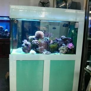 青島魚缸批發市場