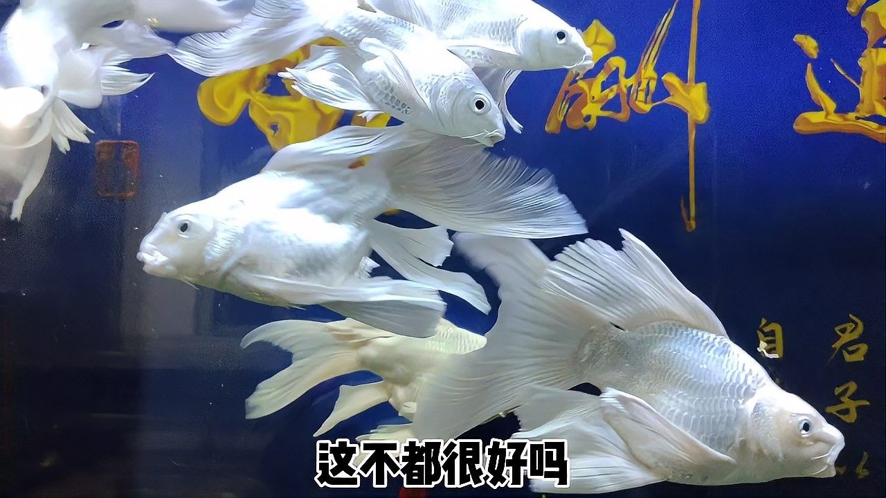 如何清洗和保養底濾中的濾材（如何清洗和保養底濾中濾材） 如何清洗和保養底濾中的濾材（如何清洗和保養底濾中濾材） 龍魚百科 第2張