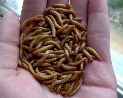 面包蟲多久消毒一次？ 面包蟲多久消毒一次？ 龍魚百科 第6張