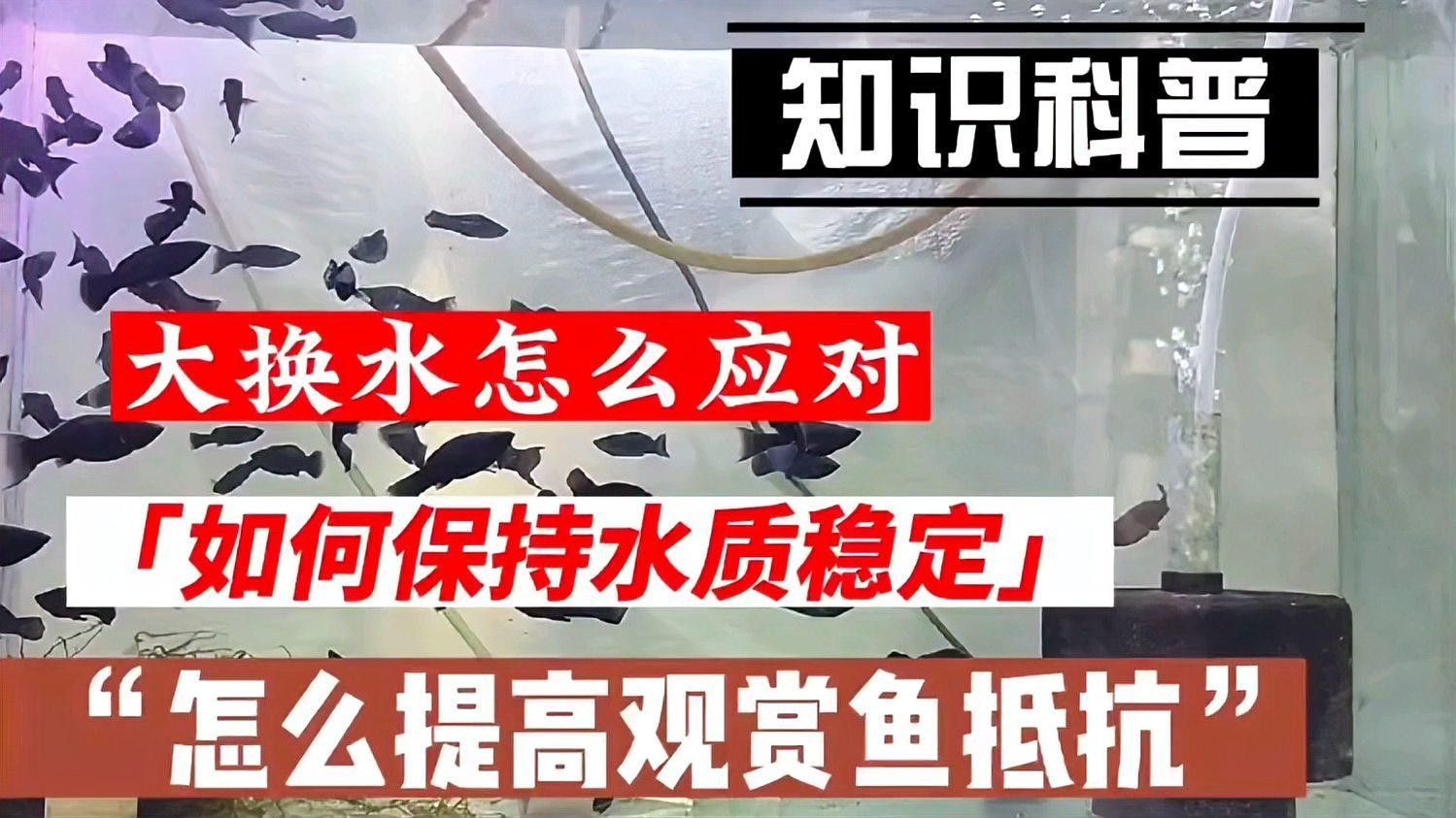 發(fā)情期換水后如何恢復(fù)水質(zhì)？（關(guān)于如何恢復(fù)發(fā)情期后魚缸水質(zhì)的建議觀察魚缸水質(zhì)的建議）