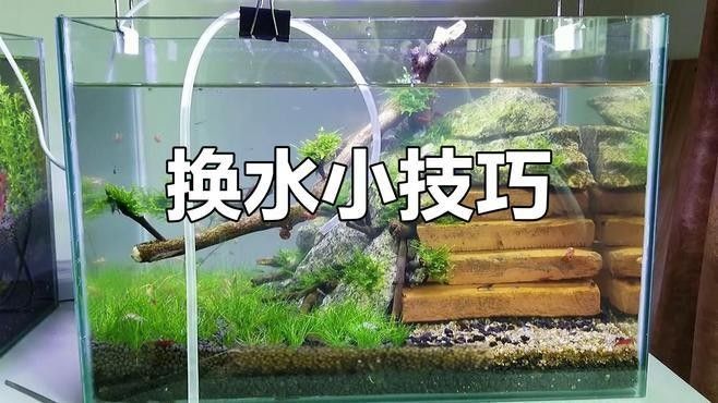 發(fā)情期換水后如何恢復(fù)水質(zhì)？（關(guān)于如何恢復(fù)發(fā)情期后魚缸水質(zhì)的建議觀察魚缸水質(zhì)的建議）