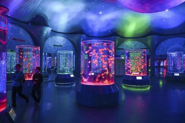 柳州哪個水族館龍魚好？祥龍魚場龍魚 柳州哪個水族館龍魚好？祥龍魚場龍魚 龍魚百科 第3張