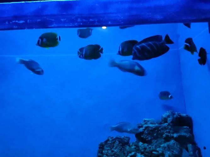 柳州哪個水族館龍魚好？祥龍魚場龍魚 柳州哪個水族館龍魚好？祥龍魚場龍魚 龍魚百科 第1張