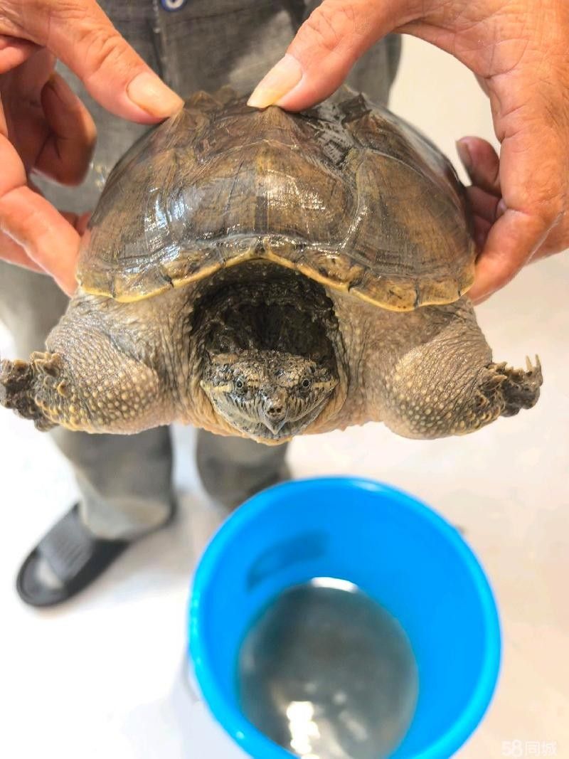 柳州哪個水族館龍魚好？祥龍魚場龍魚 柳州哪個水族館龍魚好？祥龍魚場龍魚 龍魚百科 第9張