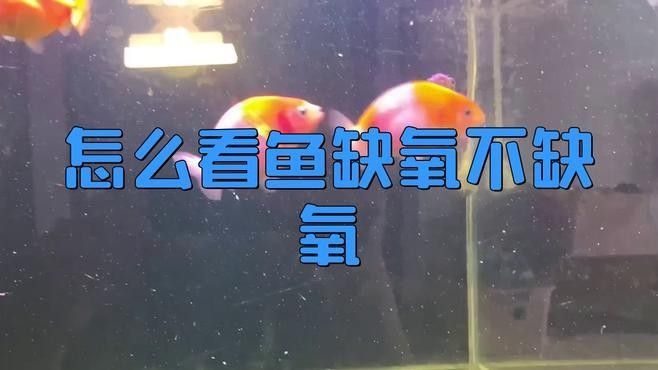 如何判斷金龍魚是否缺氧？（判斷金龍魚是否缺氧的詳細(xì)方法和應(yīng)對(duì)建議和應(yīng)對(duì)建議）