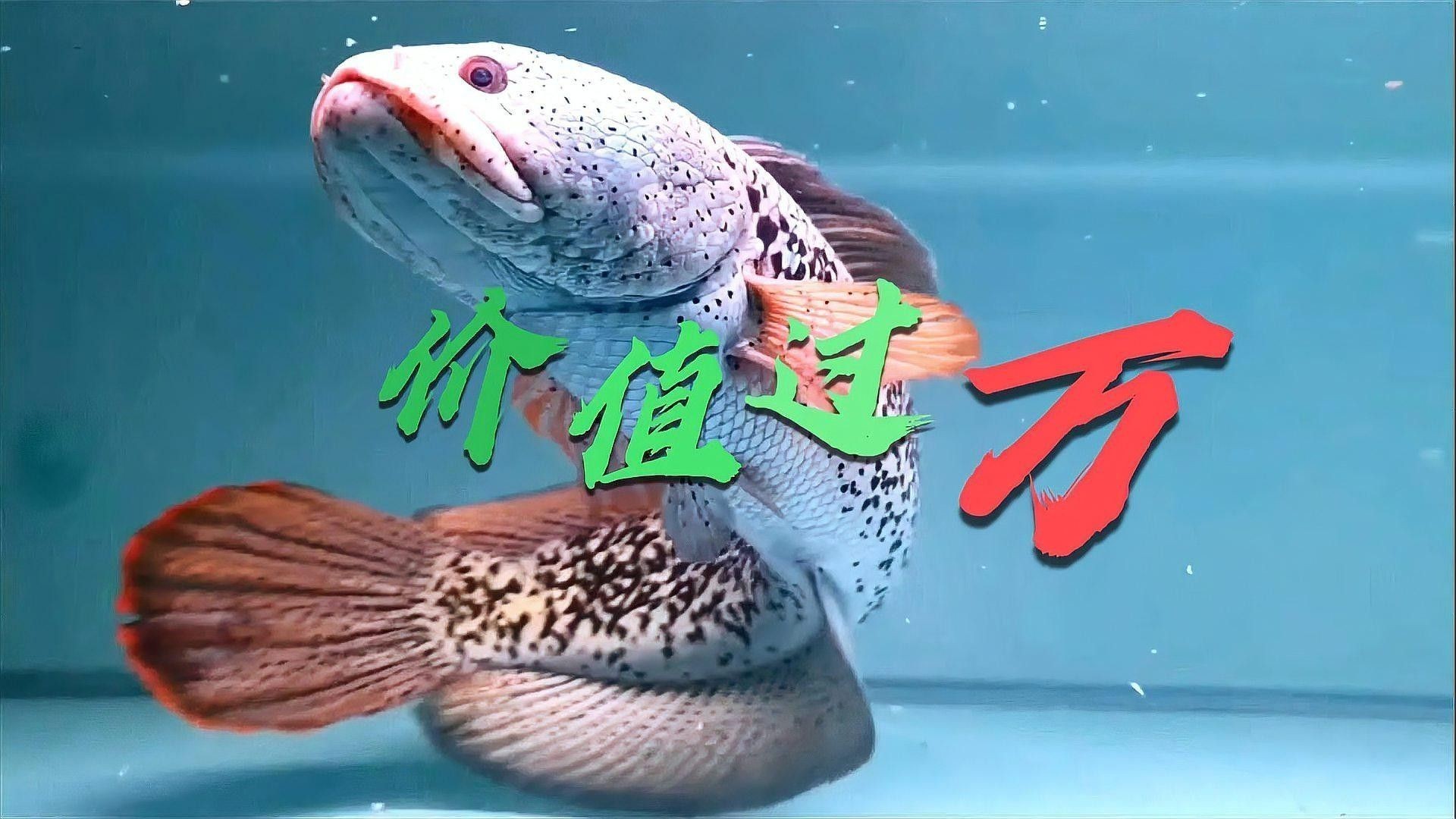 如何飼養巴卡雷龍魚