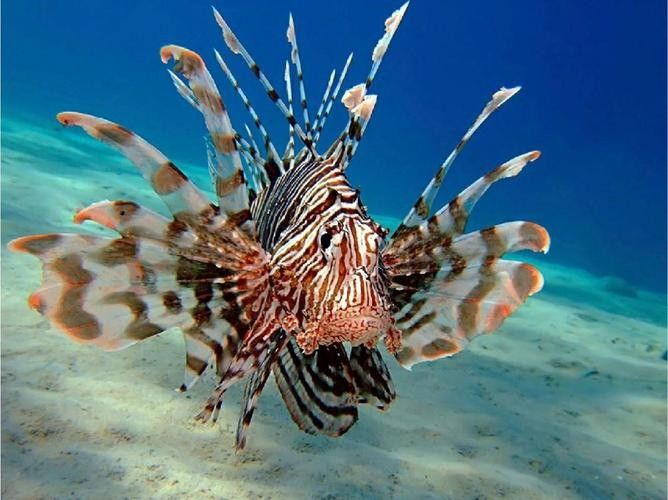 山東煙臺獅子魚（山東煙臺獅子魚為什么叫獅子魚江月行客聽）