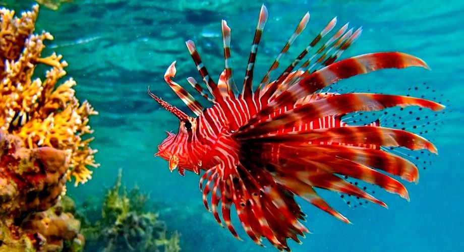 山東煙臺獅子魚（山東煙臺獅子魚為什么叫獅子魚江月行客聽）