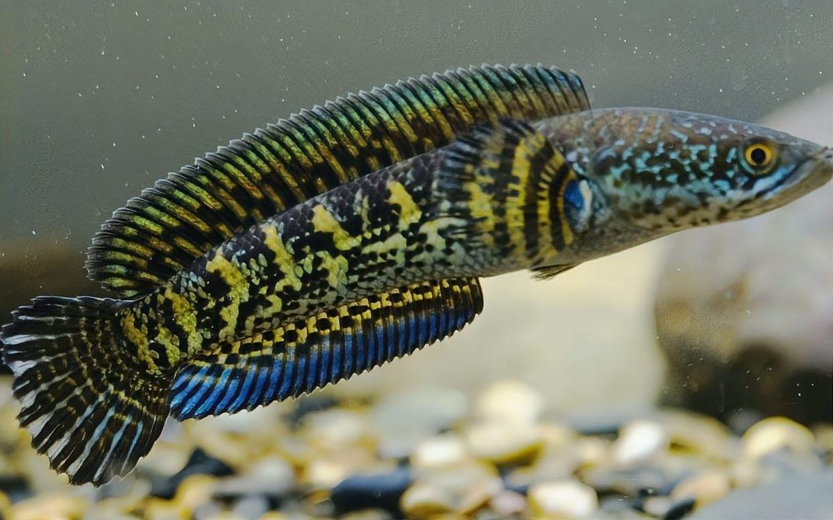 如何人工繁殖雷龍魚 如何人工繁殖雷龍魚 龍魚百科 第5張