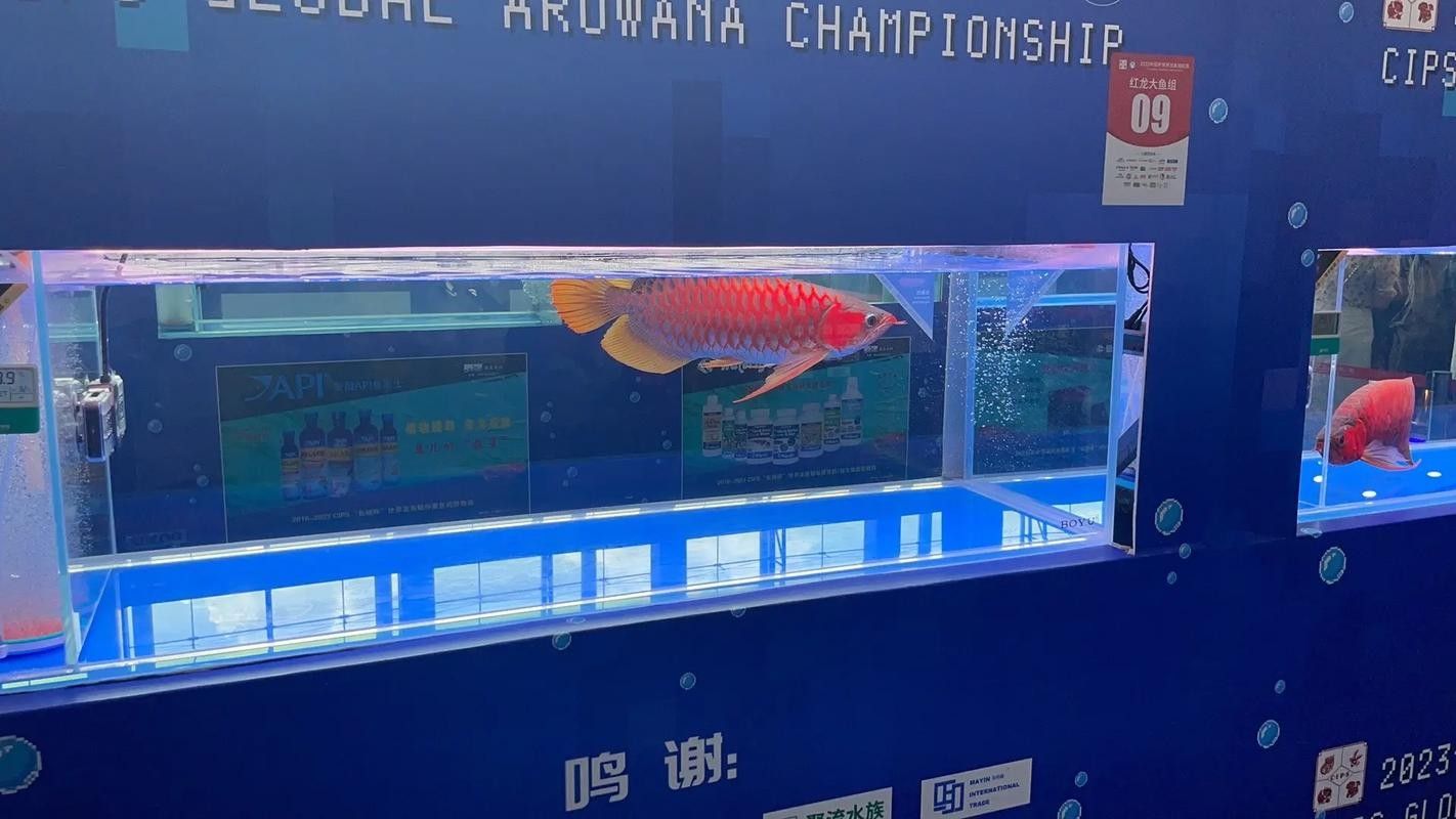 廣州哪里可以買到高端龍魚