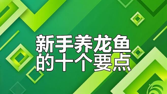 惠水龍魚最建議買的5種魚 惠水龍魚最建議買的5種魚 觀賞魚百科 第5張