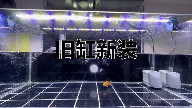 如何選擇適合黑底透光的魚缸（適合黑底透光的魚缸需要考慮幾個關鍵因素以確保獲得最佳效果）