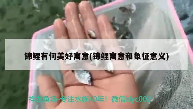 錦鯉有何美好寓意(錦鯉寓意和象征意義) 錦鯉有何美好寓意(錦鯉寓意和象征意義) 觀賞魚百科