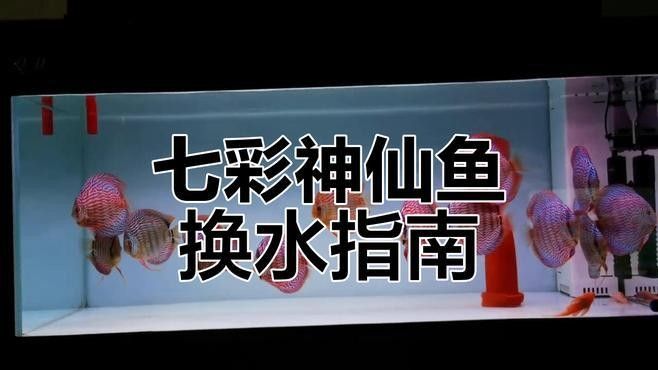 神仙魚和龍魚多久換一次水？（養(yǎng)魚水多久換一次合適）