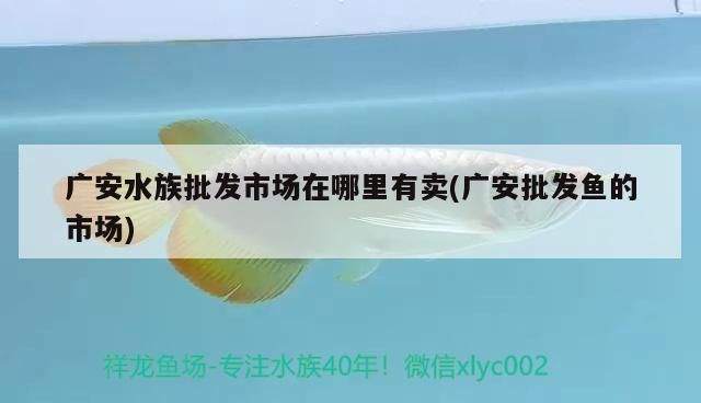 廣安水族批發市場在哪里有賣(廣安批發魚的市場)