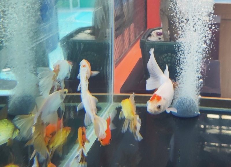 哪個市場的龍魚品種最全？（廣州龍魚批發市場）