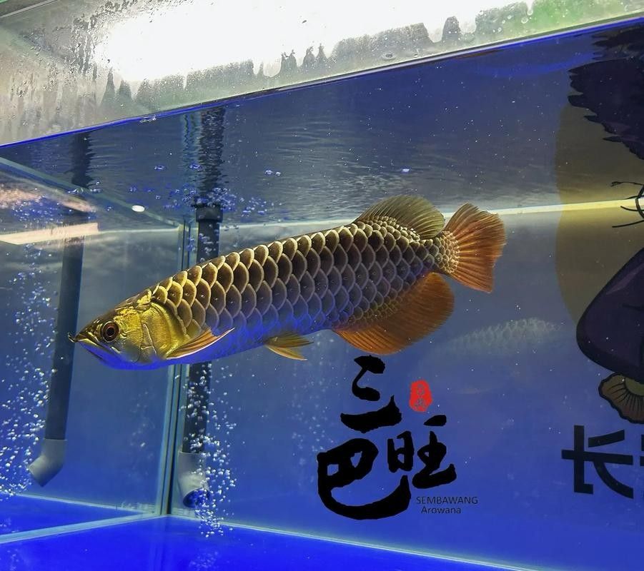古典金龍中哪個品種最稀有(九龍戲珠金龍品種中最稀有的當屬古典藍帶金龍魚) 龍魚百科 第3張 古典金龍中哪個品種最稀有(九龍戲珠金龍品種中最稀有的當屬古典藍帶金龍魚) 古典金龍中哪個品種最稀有(九龍戲珠金龍品種中最稀有的當屬古典藍帶金龍魚) 龍魚百科 第3張