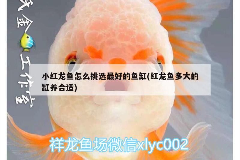 銀龍魚 小紅龍魚怎么挑選最好的魚缸(紅龍魚多大的缸養合適)(小紅龍魚怎么挑選最好) 觀賞魚百科 小紅龍魚怎么挑選最好的魚缸(紅龍魚多大的缸養合適)(小紅龍魚怎么挑選最好) 小紅龍魚怎么挑選最好的魚缸(紅龍魚多大的缸養合適)(小紅龍魚怎么挑選最好) 觀賞魚百科