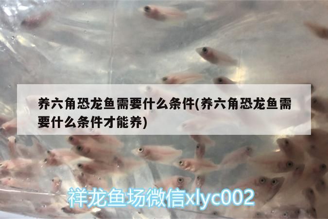 養六角恐龍魚需要什么條件(養六角恐龍魚需要什么條件才能養)（養六角恐龍魚需要什么條件）