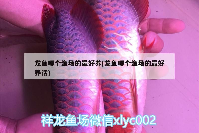 龍魚哪個(gè)漁場的最好養(yǎng)(龍魚哪個(gè)漁場的最好養(yǎng)活) 龍魚哪個(gè)漁場的最好養(yǎng)(龍魚哪個(gè)漁場的最好養(yǎng)活) 觀賞魚百科