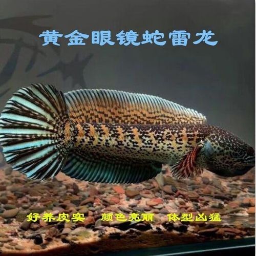 如何選擇適合新手的中型雷龍魚(yú)（中型雷龍魚(yú)的選擇）