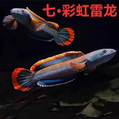 如何選擇適合新手的中型雷龍魚(yú)（中型雷龍魚(yú)的選擇）
