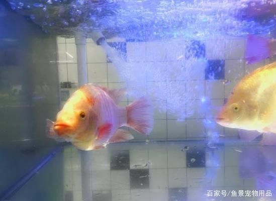 金龍魚怎么分辨公母視頻講解（金龍魚怎么分辨公母視頻講解圖片）（如何辨別金龍魚的公母）