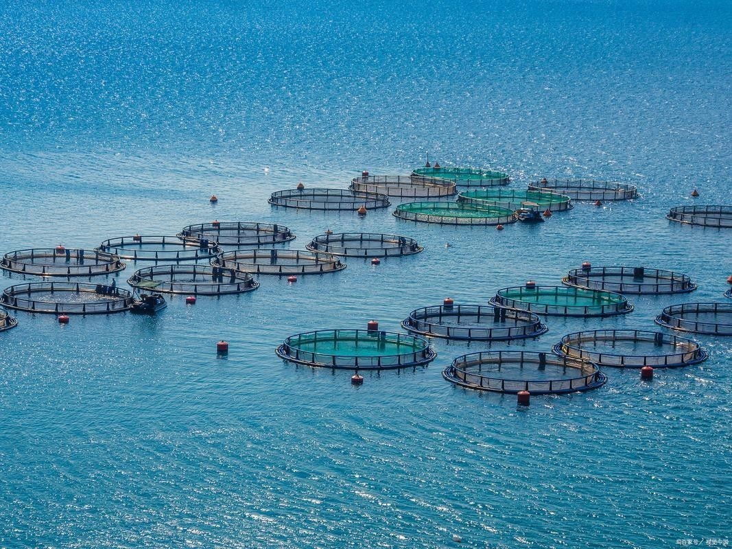 山陽哪個水族館龍魚好？祥龍魚場龍魚（山陽祥龍魚場） 山陽哪個水族館龍魚好？祥龍魚場龍魚（山陽祥龍魚場） 龍魚百科 第5張