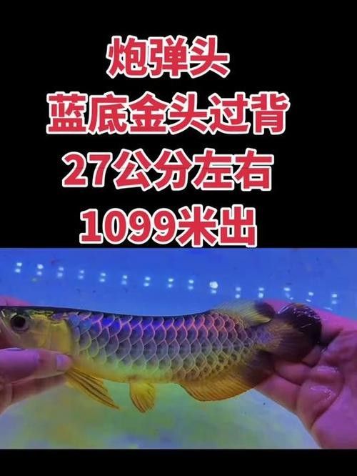 藍背金龍魚與其他品種有何不同（藍底金龍魚和金龍魚的區別）