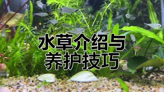 能否推薦一些適合龍魚的水草（適合龍魚的水草品種推薦，適合雷龍的水草品種推薦）
