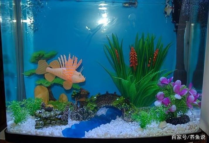 如何判斷龍魚缸裝飾物是否安全（判斷龍魚缸裝飾物的安全性是確保魚類健康和安全的關鍵因素）