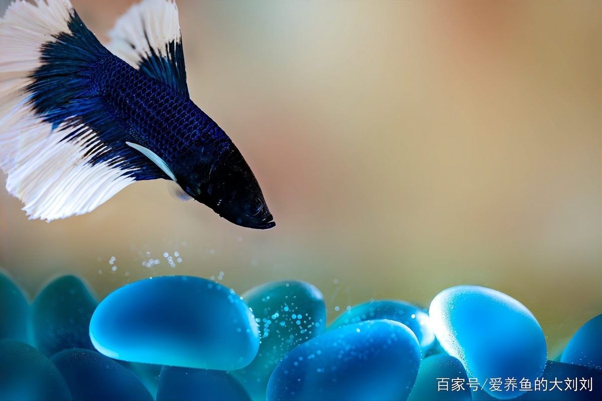如何判斷龍魚缸裝飾物是否安全（判斷龍魚缸裝飾物的安全性是確保魚類健康和安全的關鍵因素）