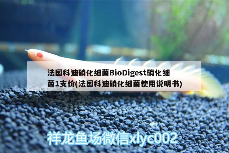 法國科迪硝化細菌BioDigest硝化細菌1支價(法國科迪硝化細菌使用說明書)（法國科迪硝化細菌1支價）