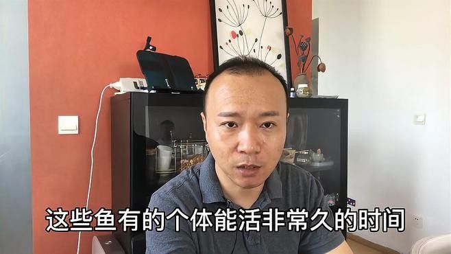如何區分澳洲金龍魚的雌雄（如何區分金龍魚的雌雄） 如何區分澳洲金龍魚的雌雄（如何區分金龍魚的雌雄） 龍魚百科 第3張