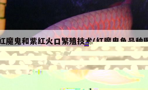 紅魔鬼和紫紅火口繁殖技術(紅魔鬼魚品種圖片)