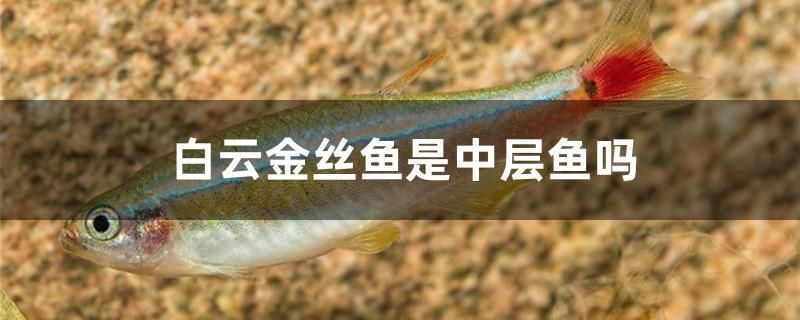 雷龍魚吃小魚嗎(雷龍魚吃活魚嗎)(雷龍魚會吃小魚嗎?) 觀賞魚百科 第1張 雷龍魚吃小魚嗎(雷龍魚吃活魚嗎)(雷龍魚會吃小魚嗎?) 雷龍魚吃小魚嗎(雷龍魚吃活魚嗎)(雷龍魚會吃小魚嗎?) 觀賞魚百科 第1張