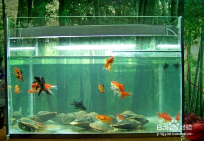 魚糧 2米長的魚缸建議養什么冷水魚好(適合小魚缸養的冷水魚)(2米長的魚缸養什么冷水魚好) 觀賞魚百科 2米長的魚缸建議養什么冷水魚好(適合小魚缸養的冷水魚)(2米長的魚缸養什么冷水魚好) 2米長的魚缸建議養什么冷水魚好(適合小魚缸養的冷水魚)(2米長的魚缸養什么冷水魚好) 觀賞魚百科