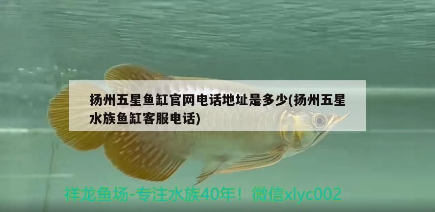 揚州五星魚缸官網電話地址是多少(揚州五星水族魚缸客服電話)（揚州五星水族魚缸官網電話地址是多少）