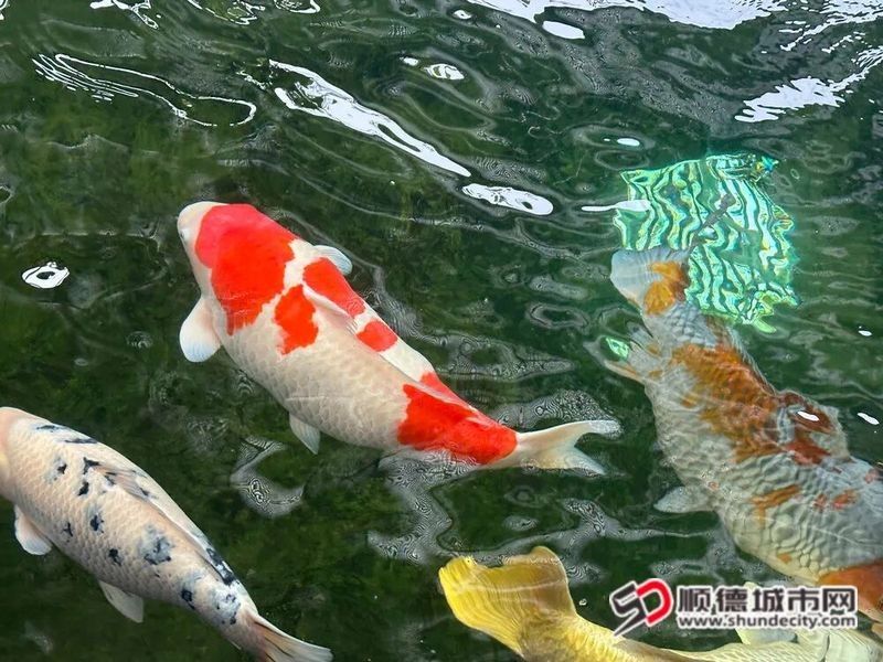 廈門龍魚養殖基地哪家最好