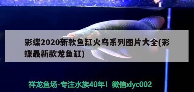 彩蝶2020新款魚缸火鳥系列圖片大全(彩蝶最新款龍魚缸)（彩蝶2020新款魚缸火鳥系列圖片大全）