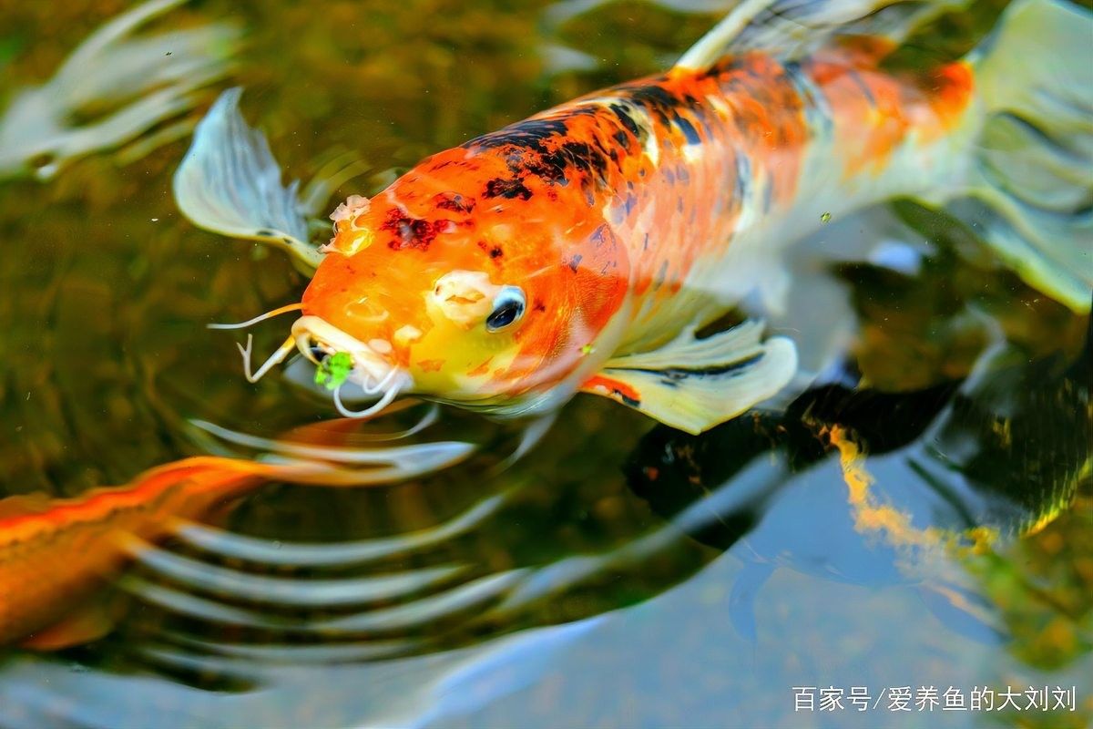 斯氏頜脂鯉的最佳投喂頻率（養(yǎng)魚(yú)最佳投喂時(shí)間表曝光）