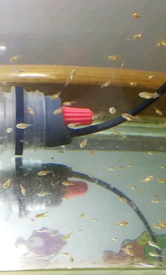 魚缸過濾器選購指南:自制魚缸過濾器魚缸上置過濾器對于養魚愛好者的必備知識 第十天打卡記錄! 觀賞魚百科 第十天打卡記錄! 第十天打卡記錄! 觀賞魚百科