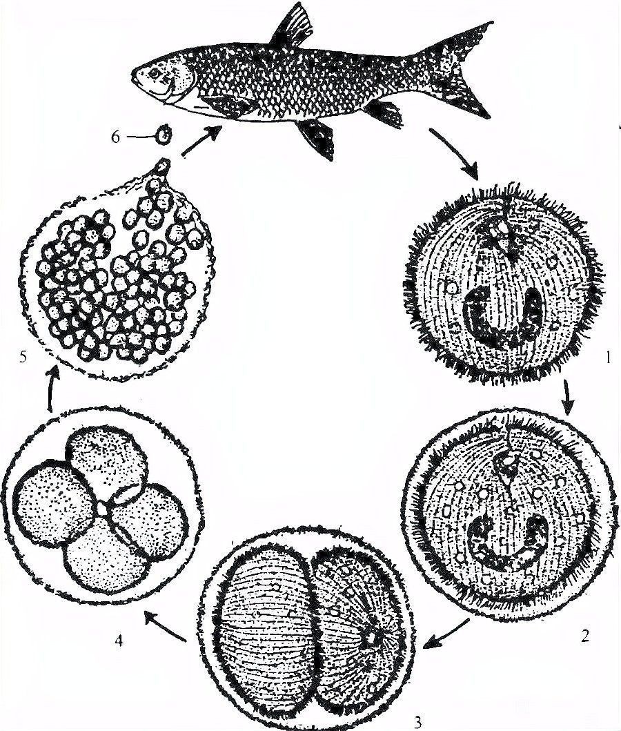 金龍魚白點病需要隔離嗎（金龍魚感染白點病時，必須進(jìn)行隔離措施）